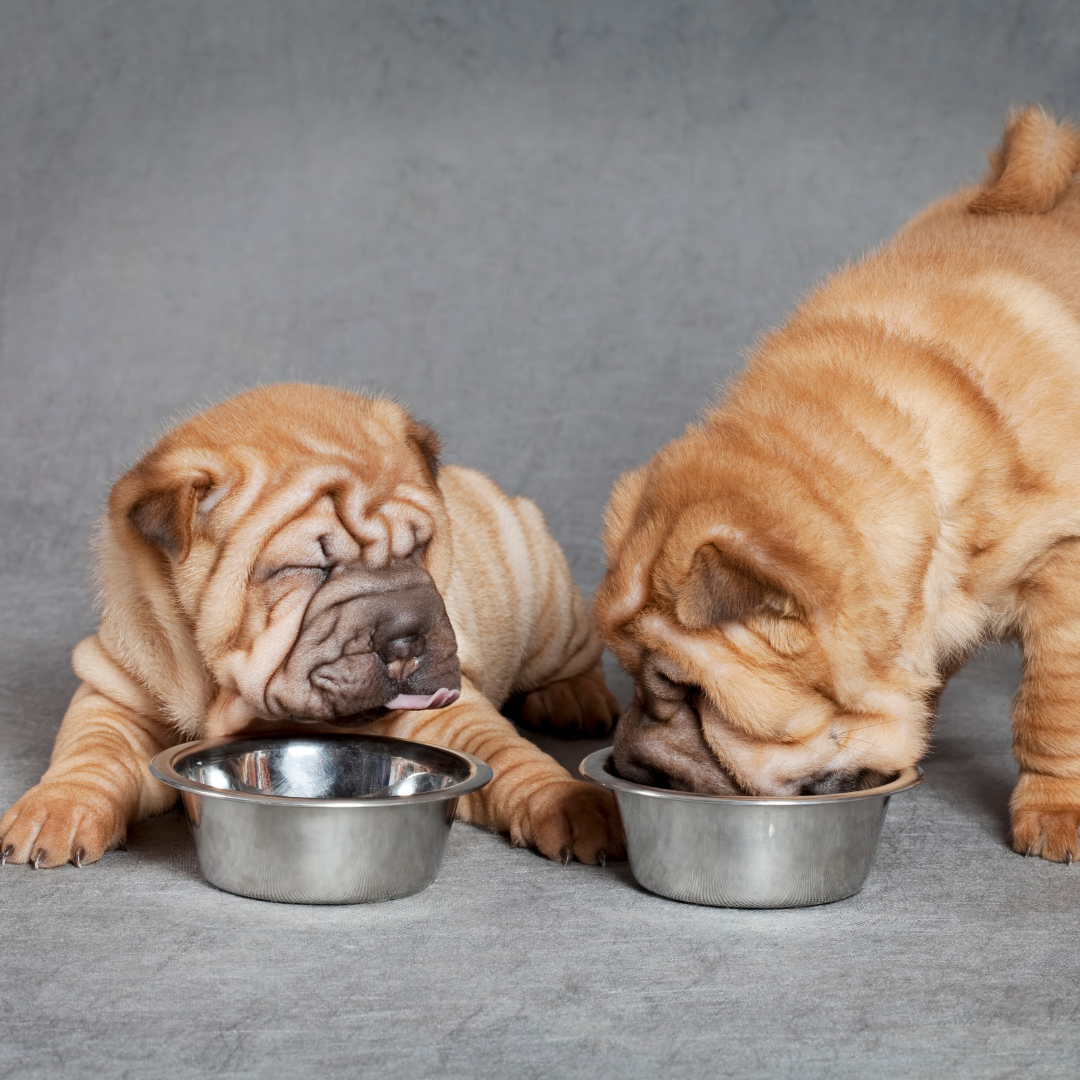 Best puppy food clearance for shar pei uk