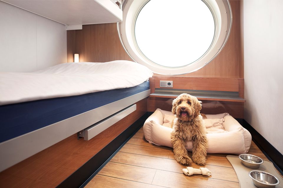 Get Cosy Travelling With Your Pet In Stena Line’s New Pet-Friendly Cabins
