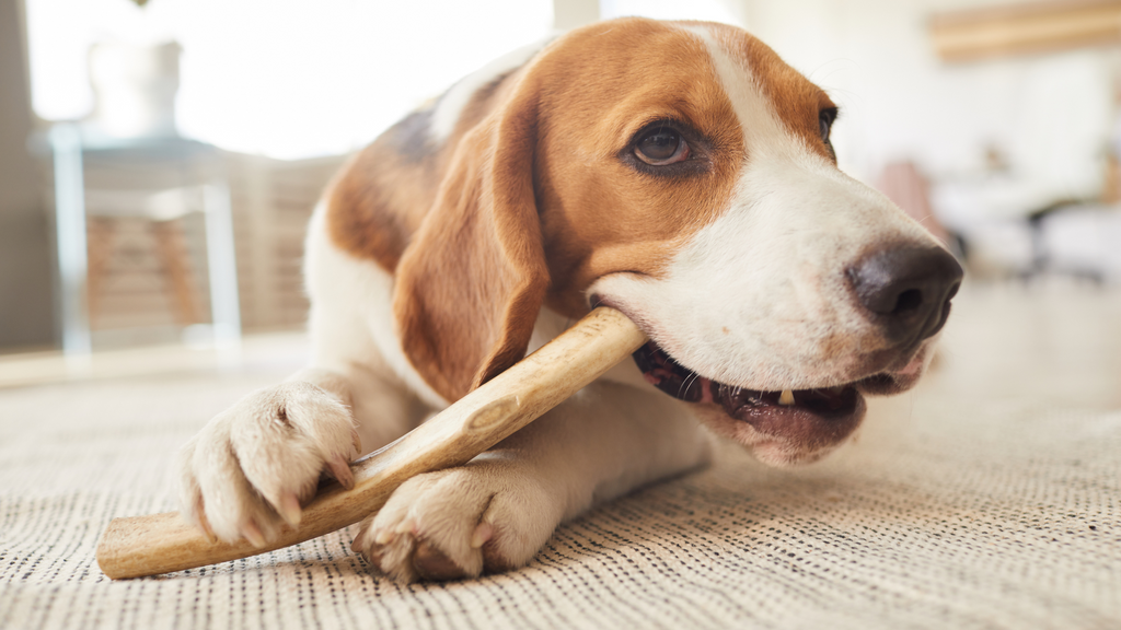 5 of our Top Long Lasting Dog Chews