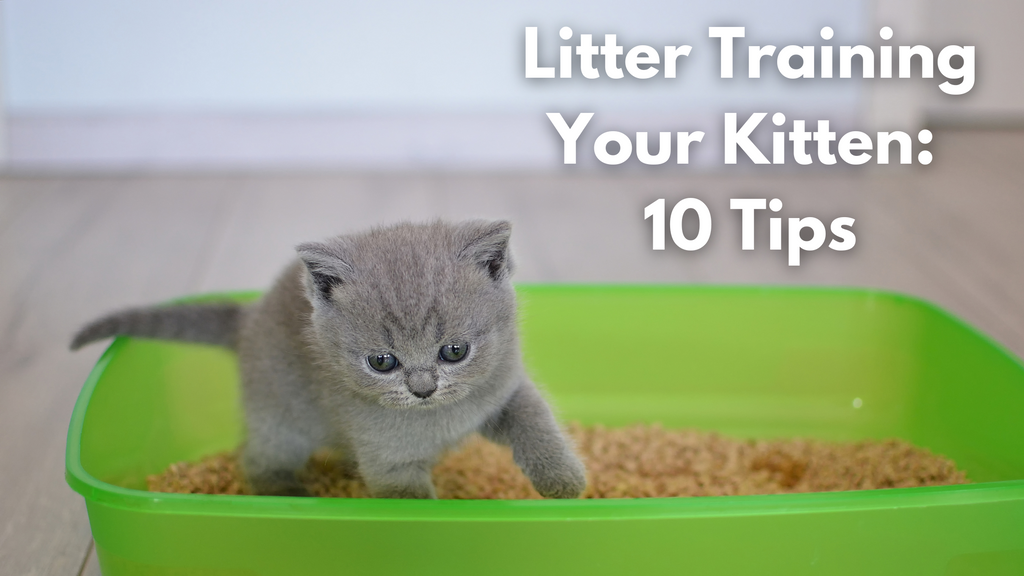 Litter Training Your Kitten - 10 Tips to Litter Train your Kitten - For Petz NI