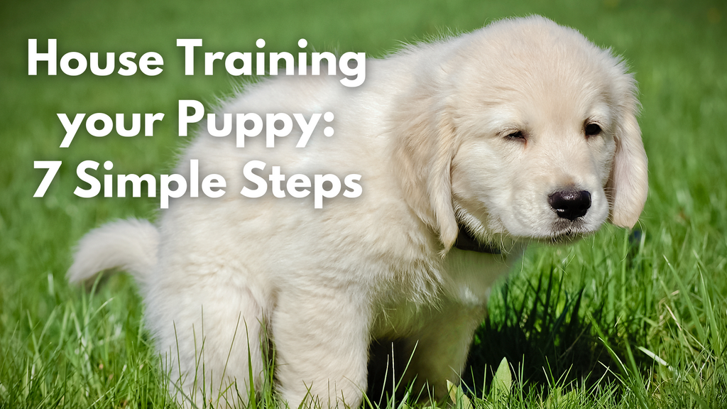 House Training Your Puppy: 7 Simple Steps