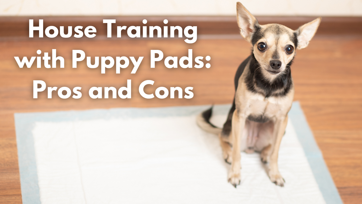 House Training with Puppy Pads Pros and Cons For Petz NI