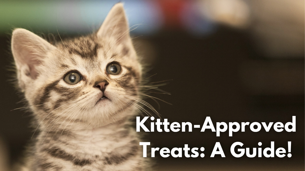 Kitten-Approved Treats: A Guide!