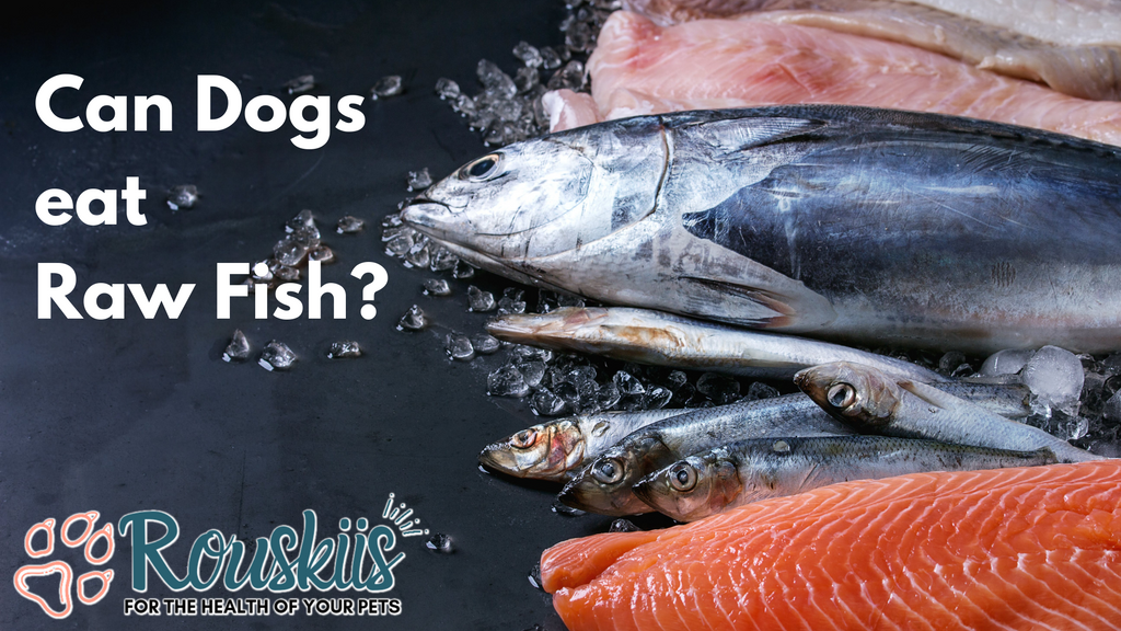 Raw Food Diet for Dogs : Can dogs eat raw fish?