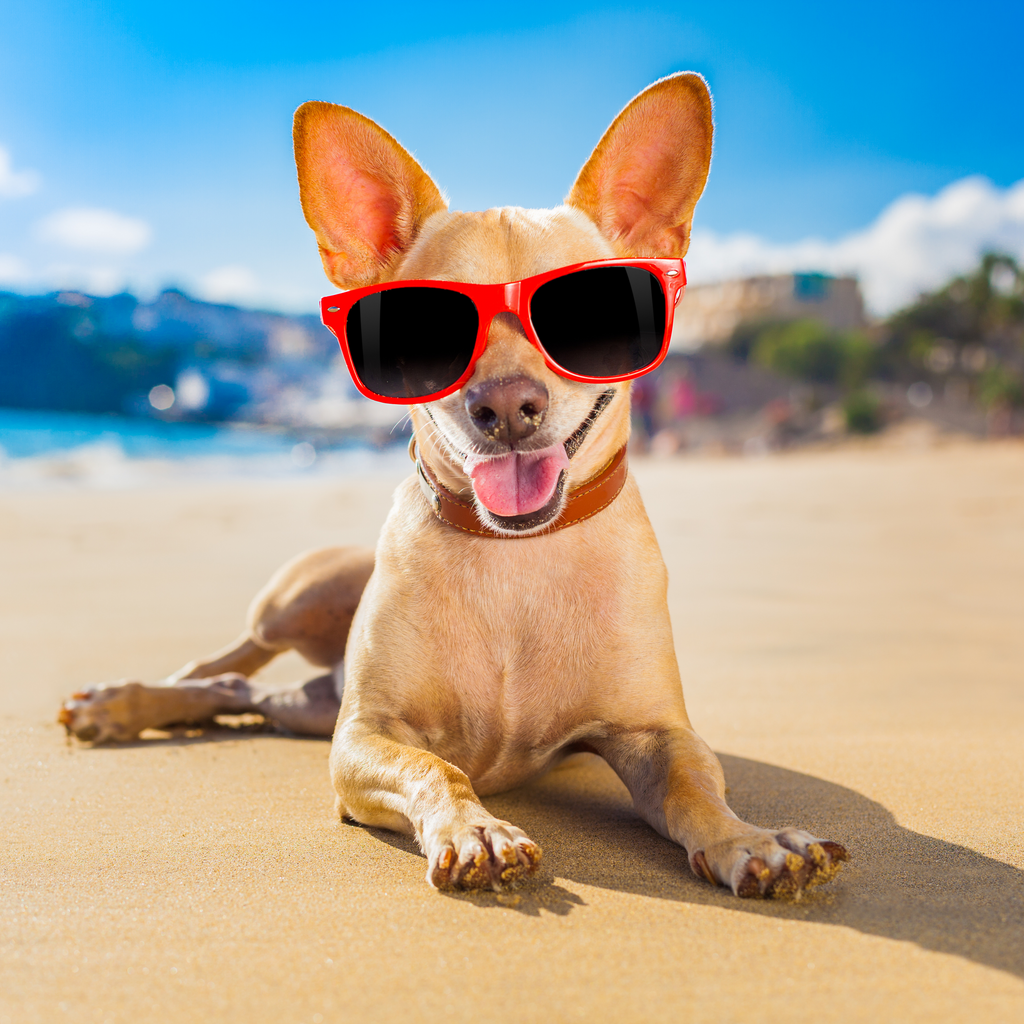 6 Tips For Keeping Your Pet Cool and Safe This Summer