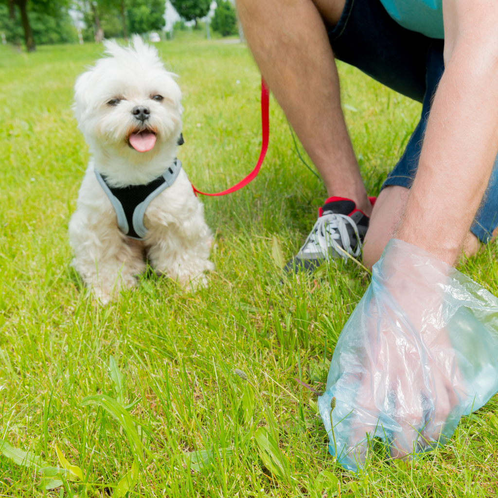 Dog Hygiene & Cleanup