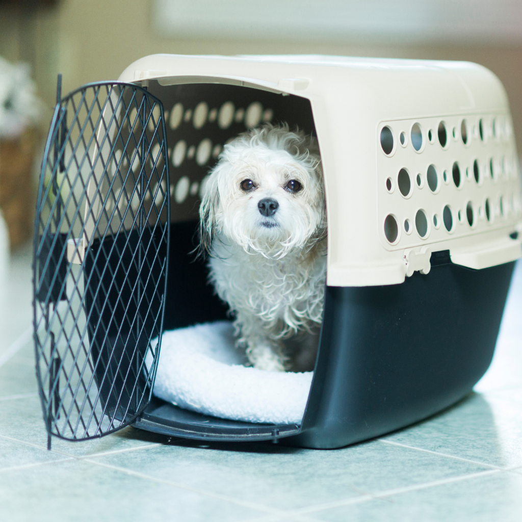 Dog Carriers & Crates