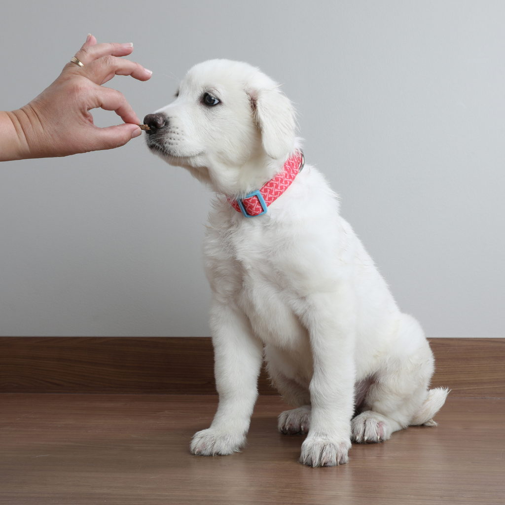 Puppy Treats