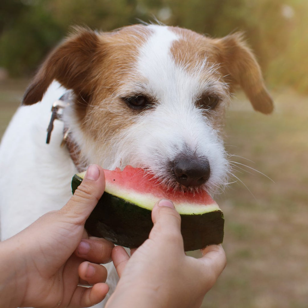 Dog Treats - Fruit & Vegetable Treats