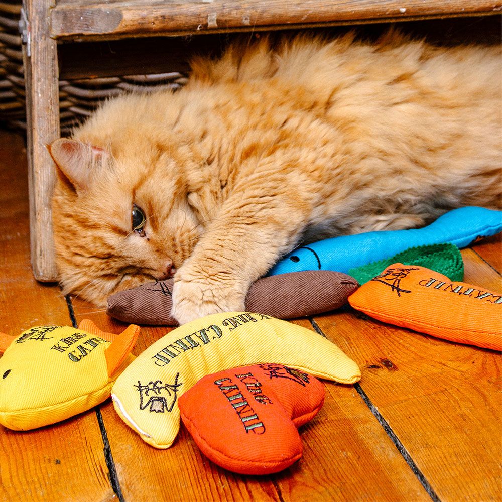 King Catnip Cat & Kitten Toys - For Petz NI