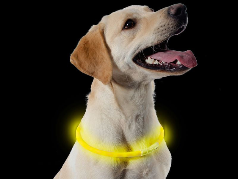 Ancol Rechargeable Safety Halo for Dogs - Yellow - UK & Ireland - For Petz NI