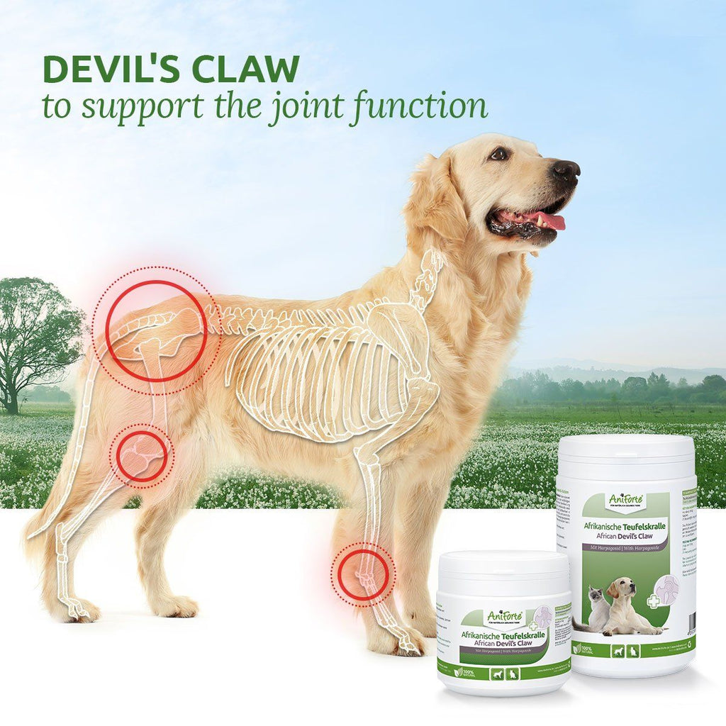 Devils Claw - Aniforte Joint Perfect Devils Claw Root Supplement - For Dogs & Cats - for Petz NI