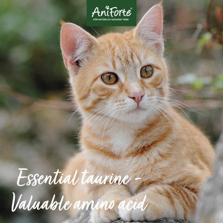 Aniforte Taurine Powder for Cats - For Petz NI