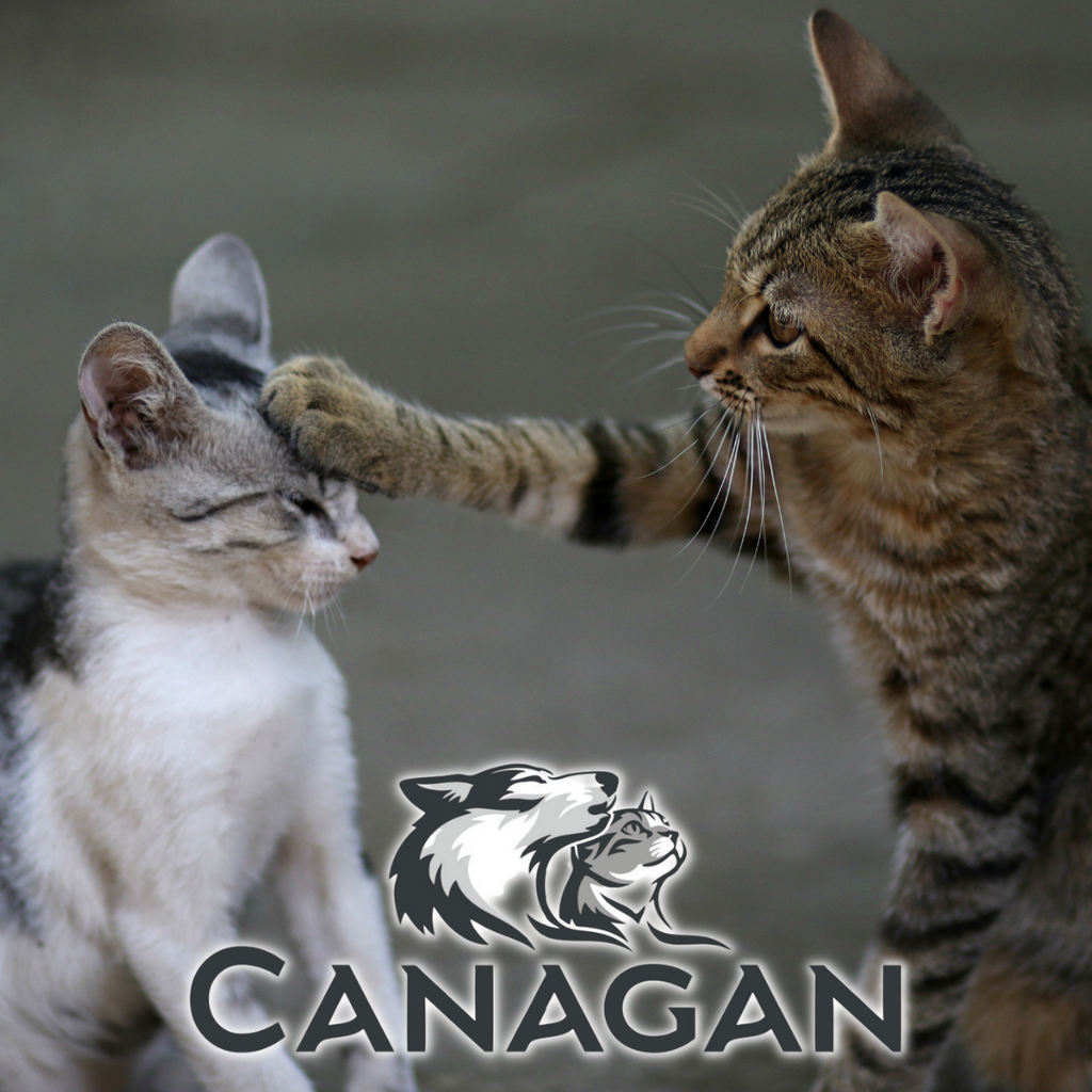 Canagan Cat Free-Run Turkey Dental - UK & Ireland - For Petz Express Delivery
