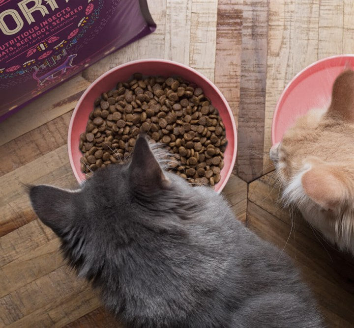Yora Cat Food - Insect Protein - For Petz NI